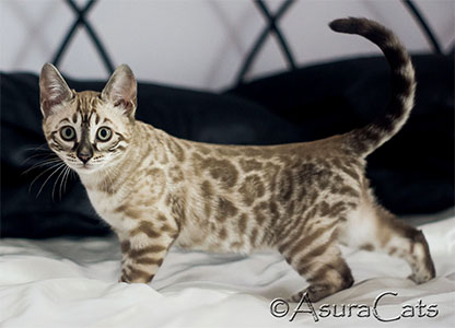 Snow Charcoal Bengal for sale near me
